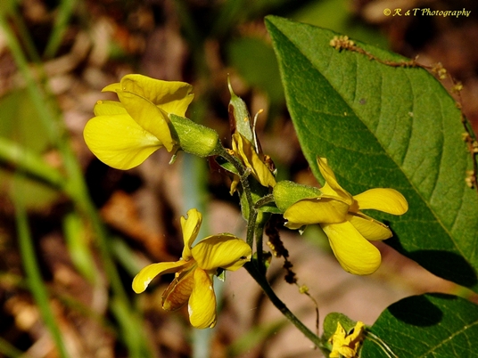 {Thermopsis mollis}